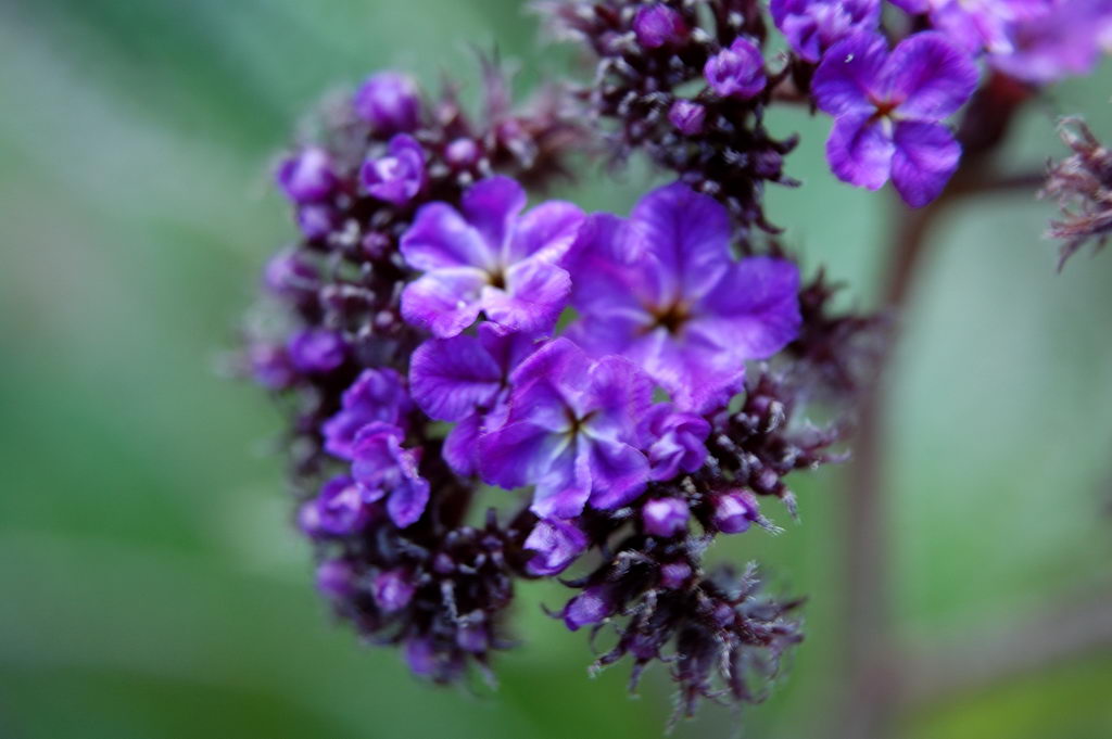 garden heliotrope